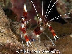 Banded boxer shrimp taken at Sharksbay on a night dive wi... by Nikki Van Veelen 